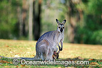 Mainland Red-necked Wallaby (Macropus banksianus) - mother with joey in pouch. Also known as Scrub Wallaby. Eastern Queensland, Australia