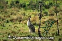 Eastern Grey Kangaroo (Macropus giganteus). New England National Park, New South Wales, Australia