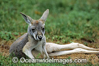 Red Kangaroo (Macropus rufus) - joey. Photo taken at Kinchega National Park, Western New South Wales, Australia