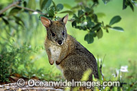 Red-necked Pademelon (Thylogale thetis) - juvenile. Coffs Harbour, New South Wales, Australia