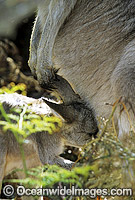 Forester Kangaroo (Macropus giganteus tasmaniensis) mother with joey suckling milk, is recognised as the Tasmanian subspecies of the Eastern Grey Kangaroo (Macropus giganteus) found on mainland Australia. Photo taken in Tasmania, Australia.