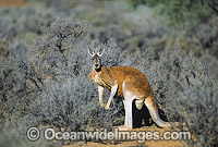 Red Kangaroo (Macropus rufus) - male. Photo taken at Kinchega National Park, Western New South Wales, Australia