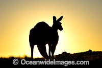 Eastern Grey Kangaroo (Macropus giganteus). Moonee Beach Nature Reserve. Near Coffs Harbour, New South Wales, Australia.
