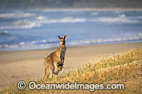 Eastern Grey Kangaroo (Macropus giganteus), mother with joey in pouch. Moonee Beach Nature Reserve. Near Coffs Harbour, New South Wales, Australia.