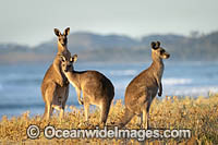 Eastern Grey Kangaroos (Macropus giganteus). Moonee Beach Nature Reserve. Near Coffs Harbour, New South Wales, Australia.