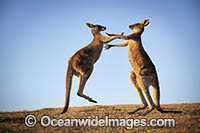 Eastern Grey Kangaroo (Macropus giganteus), two males boxing. Moonee Beach Nature Reserve. Near Coffs Harbour, New South Wales, Australia.