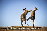 Eastern Grey Kangaroo (Macropus giganteus), two males boxing. Moonee Beach Nature Reserve. Near Coffs Harbour, New South Wales, Australia.