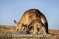 Eastern Grey Kangaroo (Macropus giganteus), mother with joey. Moonee Beach Nature Reserve. Near Coffs Harbour, New South Wales, Australia.