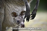 Eastern Grey Kangaroo (Macropus giganteus), mother with joey in pouch. Mornington Peninsula, Victoria, Australia.