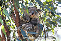 Koala (Phascolarctos cinereus) - mother with cub. Australia
