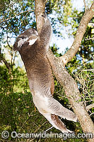 Koala (Phascolarctos cinereus) - climbing a tree. Phillip Island, Victoria, Australia