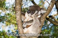 Koala (Phascolarctos cinereus) - scratching itself with clawed foot. Phillip Island, Victoria, Australia