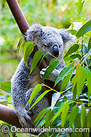 Koala (Phascolarctos cinereus) - resting in an eucalypt gum tree. South-east Queensland, Australia