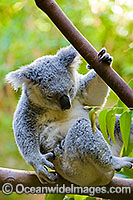 Koala (Phascolarctos cinereus) - scratching whilst resting in an eucalypt gum tree. South-east Queensland, Australia