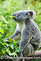 Koala (Phascolarctos cinereus) - eating eucalypt gum tree leaves. South-east Queensland, Australia