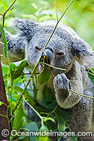 Koala (Phascolarctos cinereus) - eating eucalypt gum tree leaves. South-east Queensland, Australia