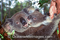 Koala (Phascolarctos cinereus) - mother with cub resting in a eucalypt tree. Australia