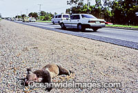 Road kill victim - showing a dead Koala (Phascolarctos cinereus) on the side of a busy suburban road. Cleveland, Queensland Australia