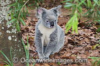 Koala (Phascolarctos cinereus), resting in a tree. South-east Queensland, Australia