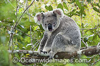 Koala (Phascolarctos cinereus), resting in a tree. South-east Queensland, Australia