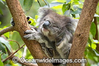 Koala (Phascolarctos cinereus), scratching its self in a tree. Victoria, Australia.