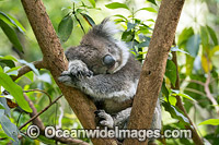 Koala (Phascolarctos cinereus), sleeping in a tree. Victoria, Australia.
