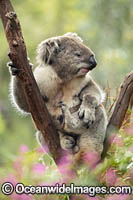 Koala (Phascolarctos cinereus), resting in a tree and scratching itself. Victoria, Australia.