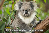 Koala (Phascolarctos cinereus), in a eucalypt gum tree. Victoria, Australia.