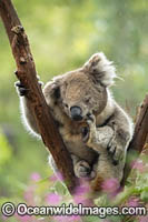 Koala (Phascolarctos cinereus), resting in a tree and scratching itself. Victoria, Australia.
