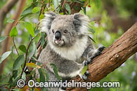 Koala (Phascolarctos cinereus), in a eucalypt gum tree. Victoria, Australia.