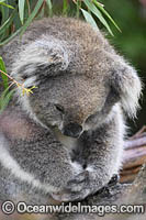 Koala (Phascolarctos cinereus), resting in a tree. Victoria, Australia.