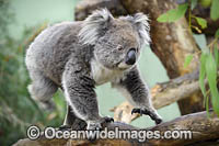 Koala (Phascolarctos cinereus). Victoria, Australia.