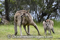 Eastern Grey Kangaroo (Macropus giganteus), male with female. Mornington Peninsula, Victoria, Australia.