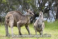 Eastern Grey Kangaroo (Macropus giganteus), male with female. Mornington Peninsula, Victoria, Australia.