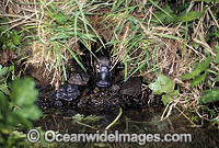 Duck-billed Platypus (Ornithorhynchus anatinus) entering stream from burrow entrance. Platypus are monotremes (egg laying mammals). The male Platypus has venomous spurs located on the inside of their hind legs. Dandenong Ranges, Victoria, Australia