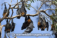 Grey-headed Flying-fox (Pteropus poliocephalus) - colony. Also known as Fruit Bat, Grey-headed Wing-foot and Megabat. Woolgoolga, NSW, Australia. Listed as Vulnerable species.