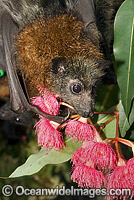 Grey-headed Flying-fox (Pteropus poliocephalus) - feeding on pollen and flower of Eucalypt Flowering Gum tree. Also known as Fruit Bat, Grey-headed Wing-foot and Megabat. Coffs Harbour, NSW, Australia. Listed as Vulnerable species.