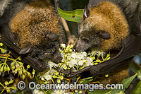 Grey-headed Flying-foxes (Pteropus poliocephalus) - feeding on pollen and flower of Ironbark Eucalyptus tree. Also known as Fruit Bat, Grey-headed Wing-foot and Megabat. Coffs Harbour, NSW, Australia. Listed as Vulnerable species.