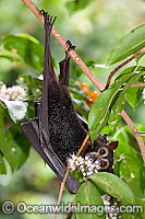 Spectacled Flying-fox (Pteropus conspicillatus) feeding on rainforest tree flower. Also known as Spectacled Fruit Bat. Found in rainforest, mangrove and paperbark habitats throughout north-eastern Queensland, Australia. Also found in Papua New Guinea.