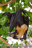 Spectacled Flying-fox (Pteropus conspicillatus) feeding on rainforest tree flower. Also known as Spectacled Fruit Bat. Found in rainforest, mangrove and paperbark habitats throughout north-eastern Queensland, Australia. Also found in Papua New Guinea.