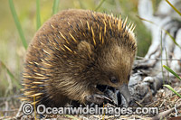 Short-beaked Echidna (Tachyglossus aculeatus). Found throughout most of temperate Australia and lowland New Guinea. The Tasmanian Echidna is larger than the mainland Echidna. Photo taken in Tasmania, Australia.