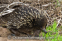 Short-beaked Echidna (Tachyglossus aculaetus). Echidnas are egg laying mammals found throughout Australia, Australia