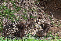Short-beaked Echidnas (Tachyglossus aculaetus) - courting male and female. Echidnas are egg laying mammals found throughout Australia, Australia