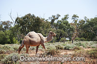 Feral Camel (Camelus dromedarius), photographed in outback north western New South Wales, Australia. Camels were imported to Australia in the 19th century during the colonisation of central & western Australia for transport, later released into the wild.