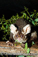 Greater Glider (Petauroides volans). Largest of the gliding marsupials feeding almost exclusively on eucalypt leaves. Found in forests of Eastern Australia, but avoiding rainforests. Australia