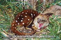 Spotted-tailed Quoll (Dasyurus maculatus). Also known as Tiger Cat. Mole Creek, Tasmania, Australia. Classified Near Threatened on the IUCN Red List.