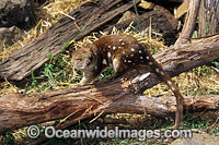 Spotted-tailed Quoll (Dasyurus maculatus). Also known as Tiger Cat. Mole Creek, Tasmania, Australia. Classified Near Threatened on the IUCN Red List.