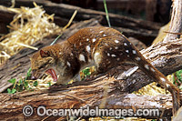 Spotted-tailed Quoll (Dasyurus maculatus). Also known as Tiger Cat. Mole Creek, Tasmania, Australia. Classified Near Threatened on the IUCN Red List.Vulnarable on the IUCN Red List.