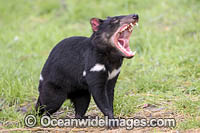Tasmanian Devil (Sarcophilus harrisii). Tasmania, Australia