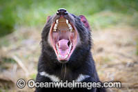 Tasmanian Devil (Sarcophilus harrisii). Tasmania, Australia
